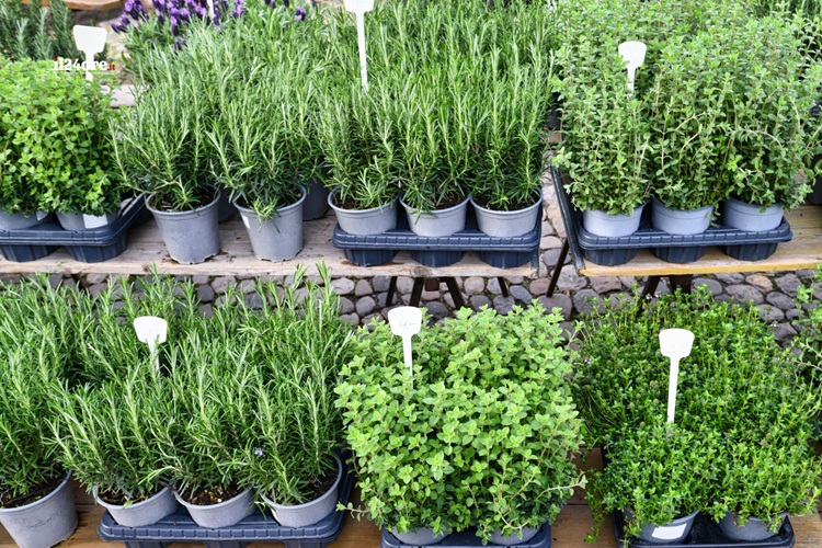 Çekmeköy Bitki Satışı