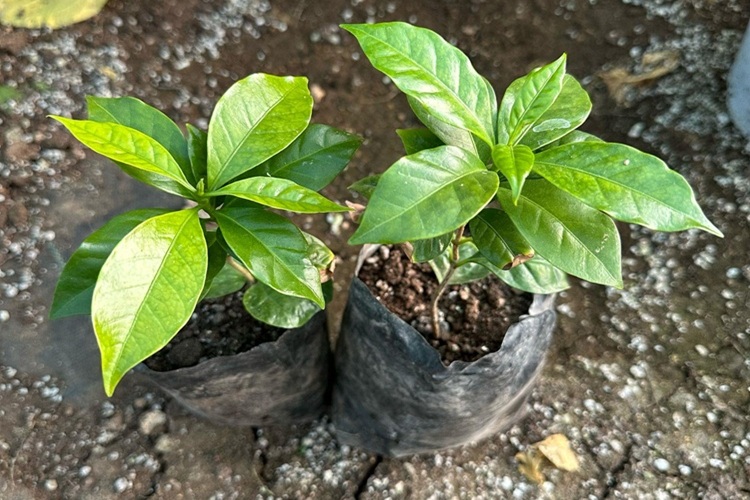 İzmir Toptan Perakende Fidan