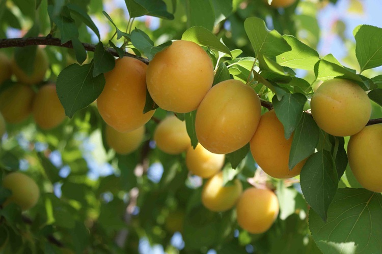 İzmir Meyve Fidanları Satışı
