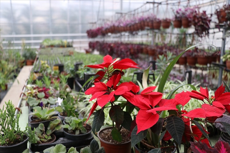 İzmir Süs Bitkileri Satışı