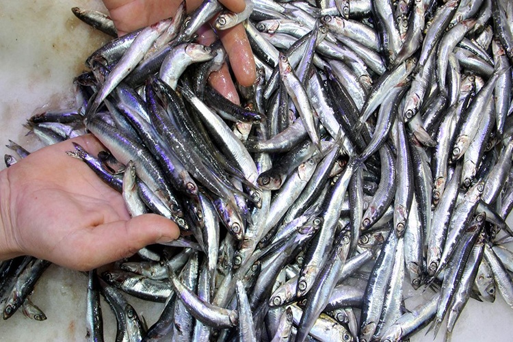 Şile Hamsi Satışı