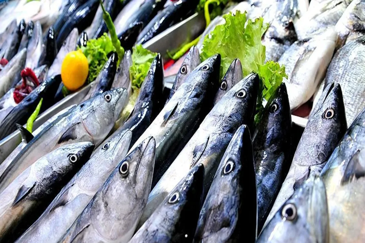 Şile Palamut Satışı