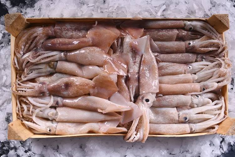 Şile Kalamar Satışı