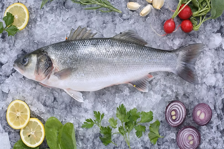 Şile Levrek Satışı