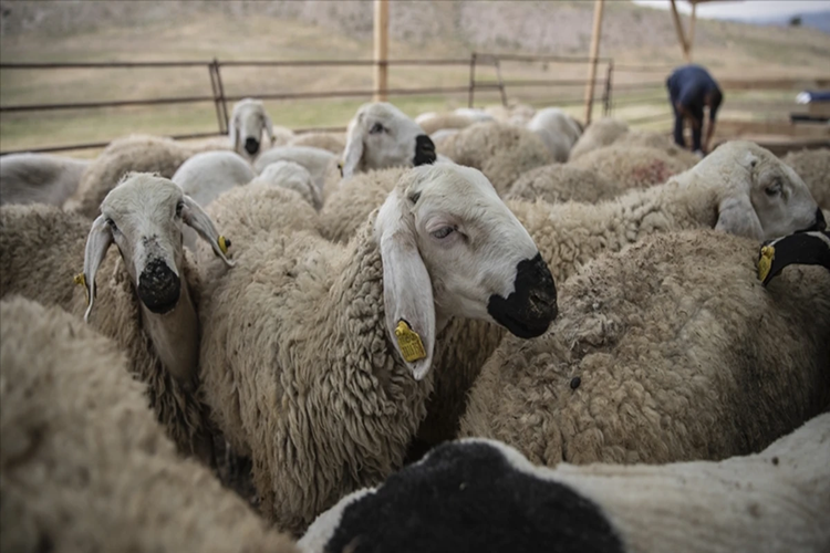Orhangazi Küçükbaş Kurban Satışı