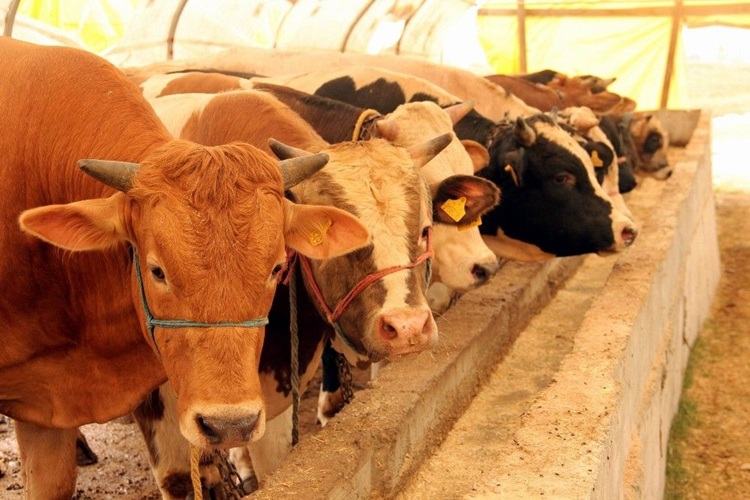 Orhangazi Büyükbaş Kurban Satışı