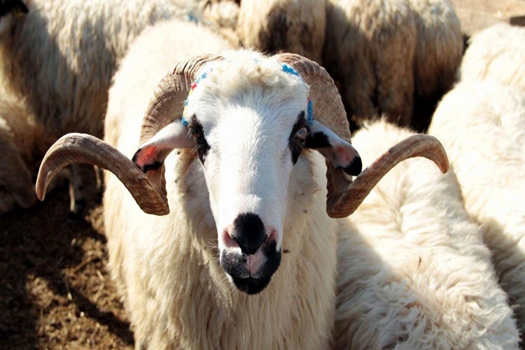 Orhangazi Adaklık Kurban Satışı