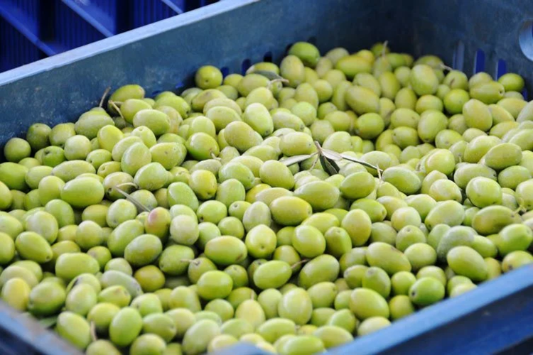 Bozdoğan Zeytin Alım Satımı
