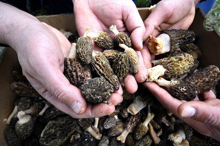 Bozdoğan Kuzu Göbeği Mantarı