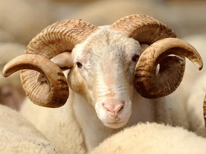 Çorlu Küçükbaş Hayvan Satışı Sık Hatalar ve Çözümler