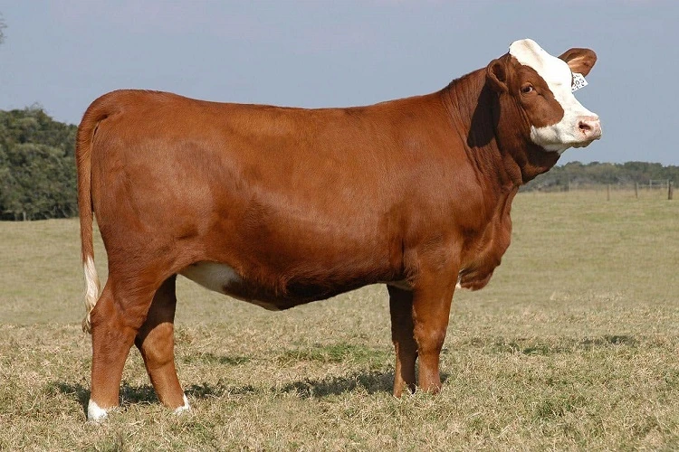 Kayseri Adaklık Kurban Satışı Hakkında Merak Edilenler