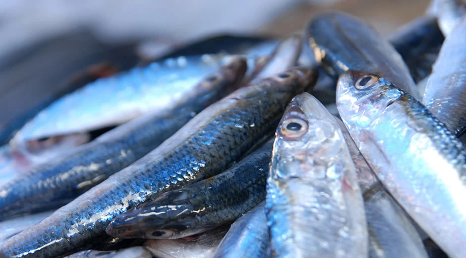 Selimiye Toptan Balık Hakkında Merak Edilenler
