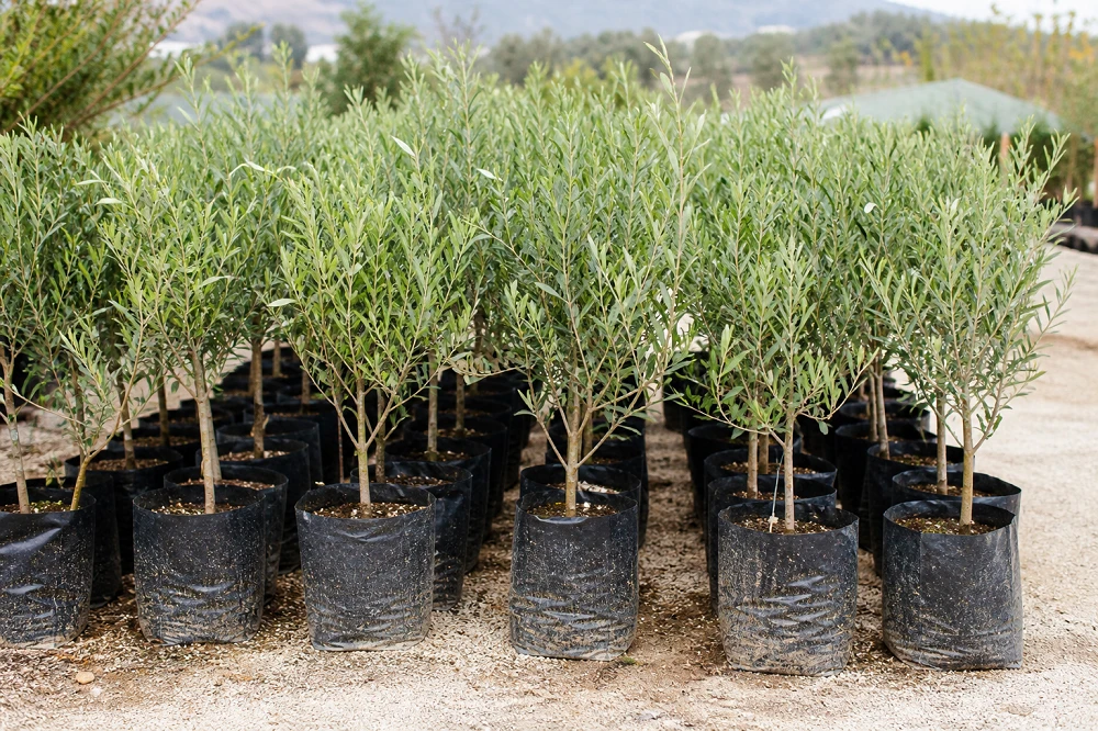 Turgutlu Zeytin Fidanı Satışı Hakkında Merak Edilenler